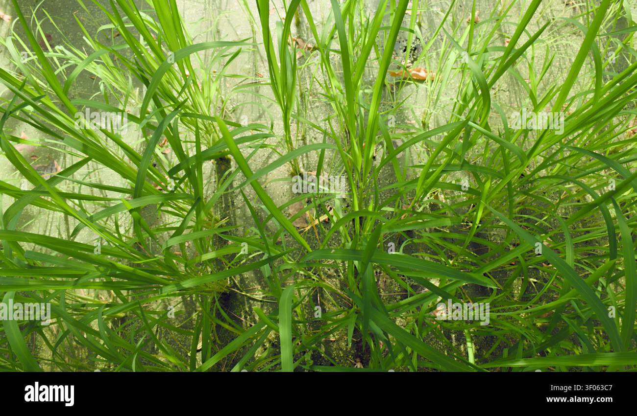 Ein dichtes Büschel üppigen grünen Grases wächst im Wasser und erzeugt eine organische Textur mit Reflexionen und subtilen Variationen in Farbe und Licht. Stockfoto