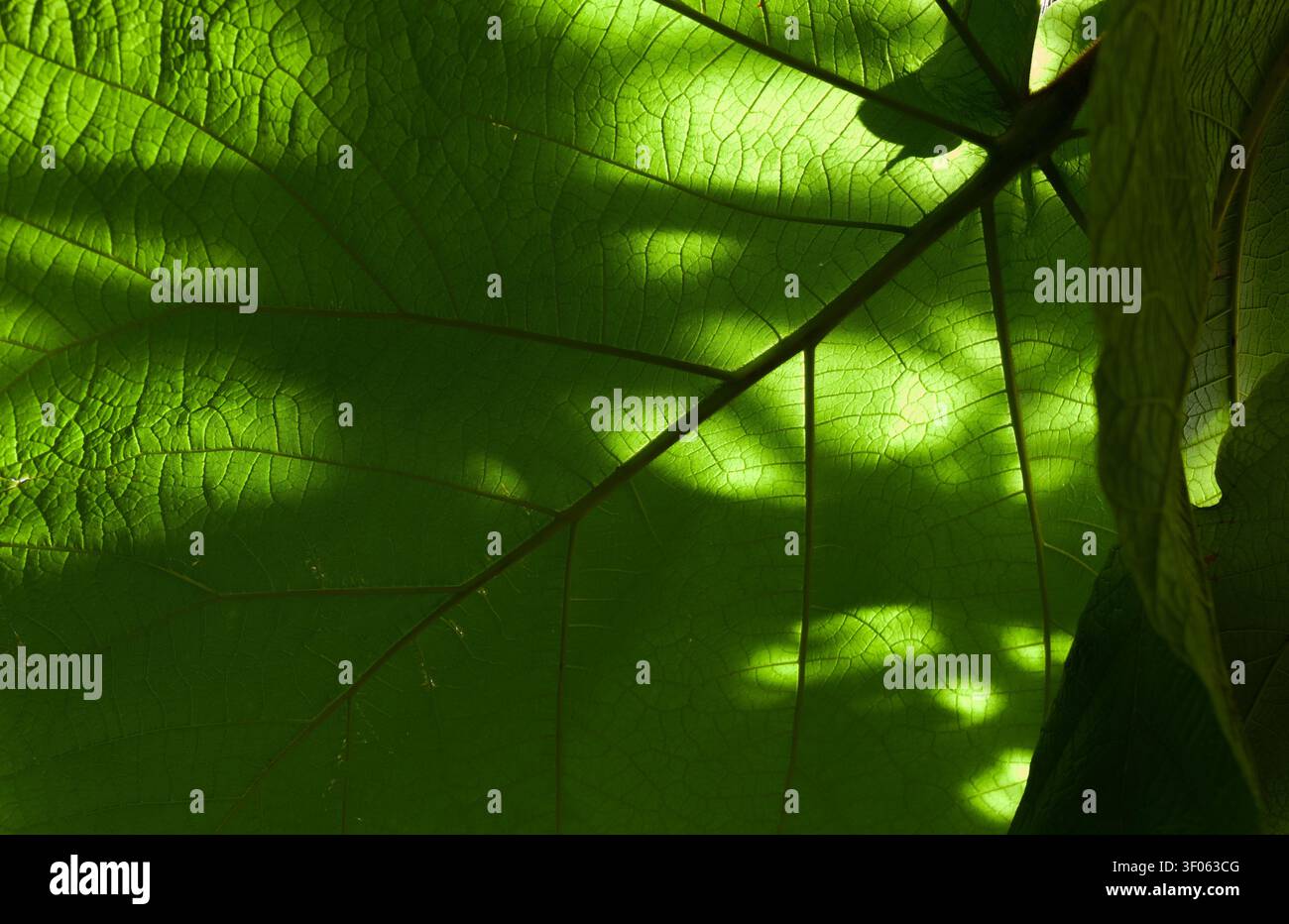 Das Sonnenlicht dringt durch ein großes grünes Blatt, hebt seine zarten Adern hervor und wirft dramatische Schatten, wodurch ein Spiel aus Licht und Dunkelheit entsteht. Stockfoto