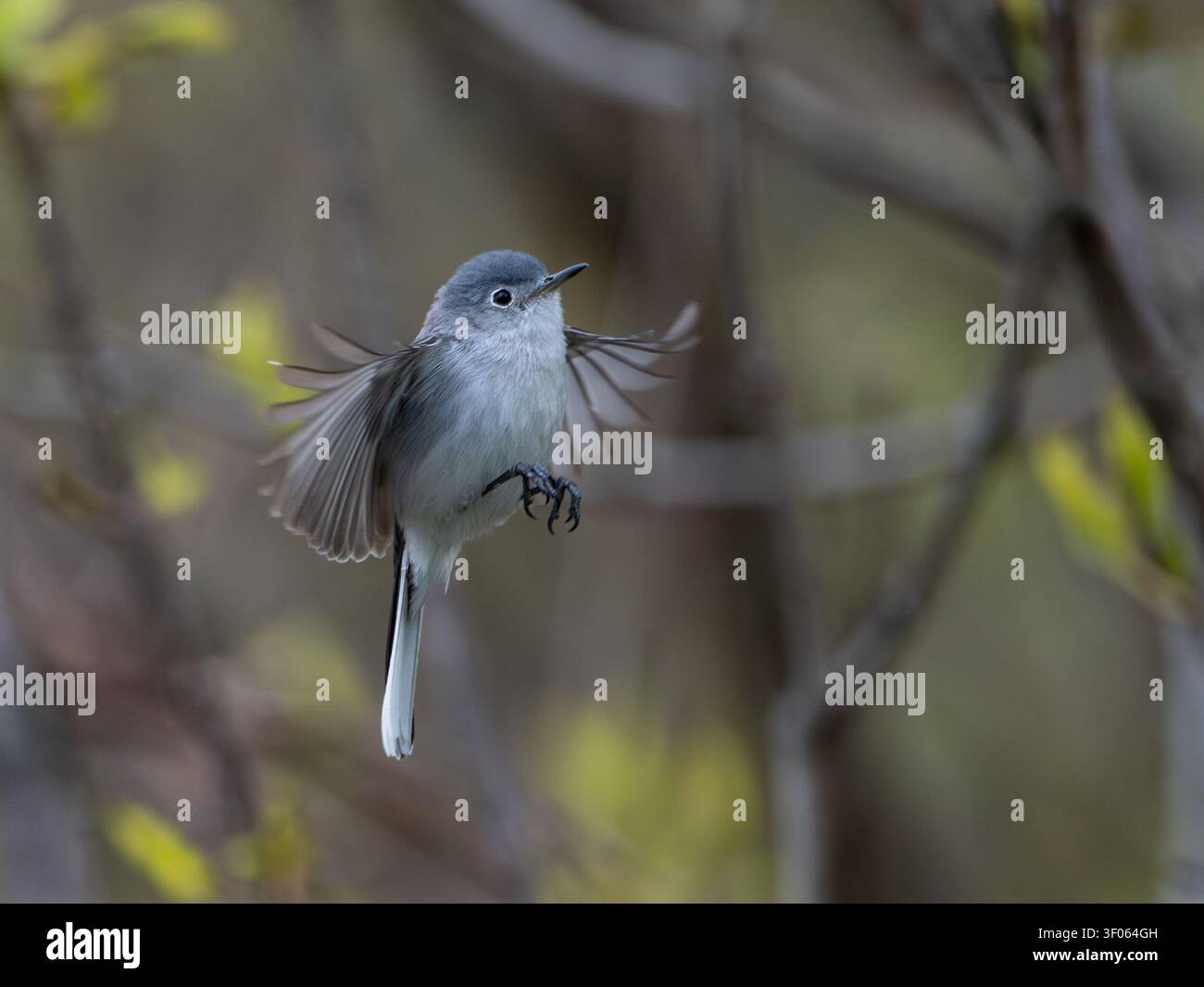 Blau-grauer Gnatfänger fliegt kopfüber in der Luft, USA Stockfoto