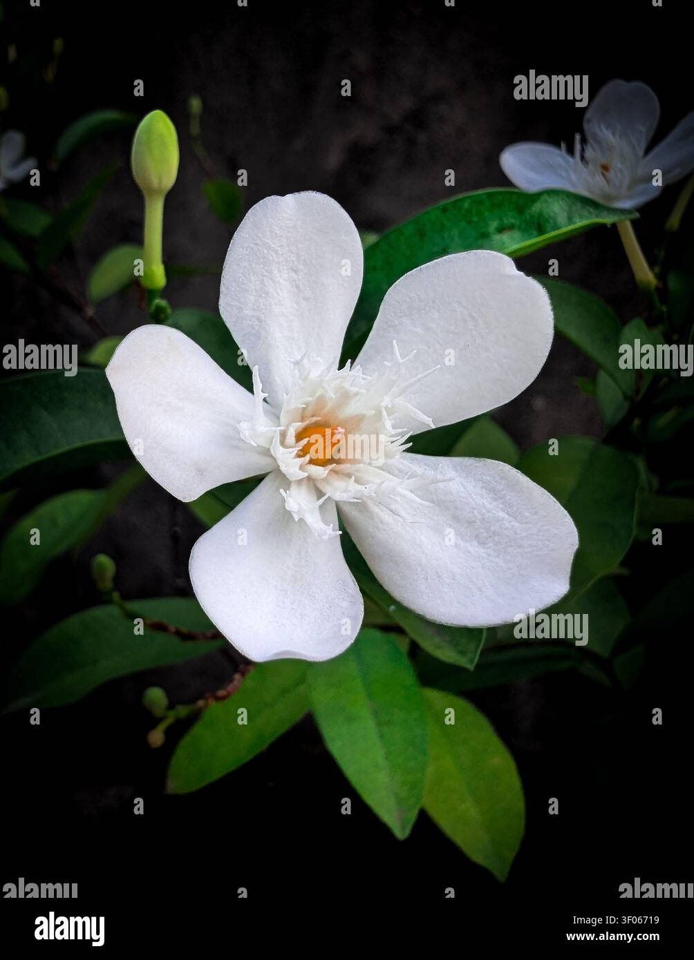 Eine Nahaufnahmen-Makrofotografie einer weißen Arktischen Schnee-Blume, auch bekannt als Milchstraße oder Schneeflockenstrauch, die ihre zarte fünfblättrige Struktur und die Kronenröllchen vor einem dunkelgrünen Blattgrund zeigt - Smartphone-aufgenommenes Stockfoto
