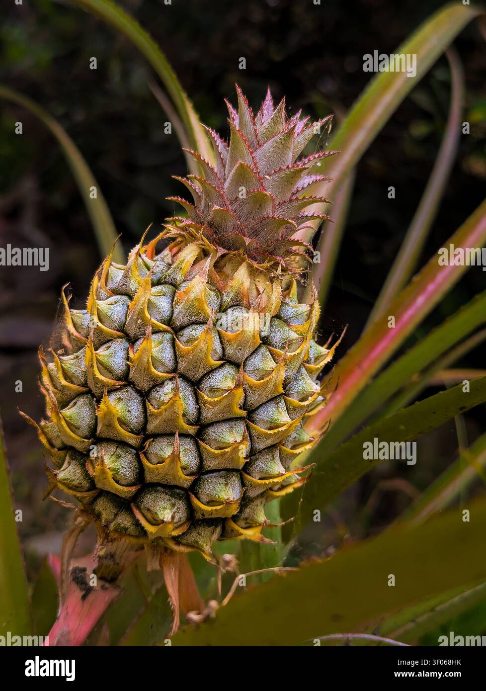 Eine detaillierte, Nahaufnahme eines jungen, unreifen Ananas, der an seiner Pflanze wächst, umgeben von scharfen, stacheligen grünen Blättern in einer natürlichen tropischen Umgebung - Smartphone-aufgenommenes Stockfoto