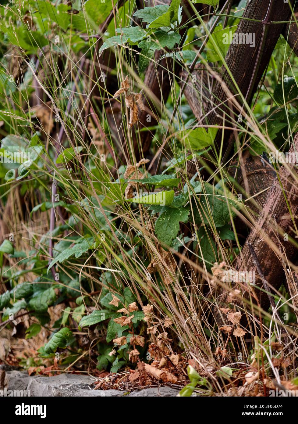 Nahaufnahme von wildem Gras, blättrigen Ranken und getrockneten Stängeln, die um verwitterte Holzpfosten wachsen und eine geschichtete natürliche Textur mit gedämpften Grüntönen erzeugen, Stockfoto