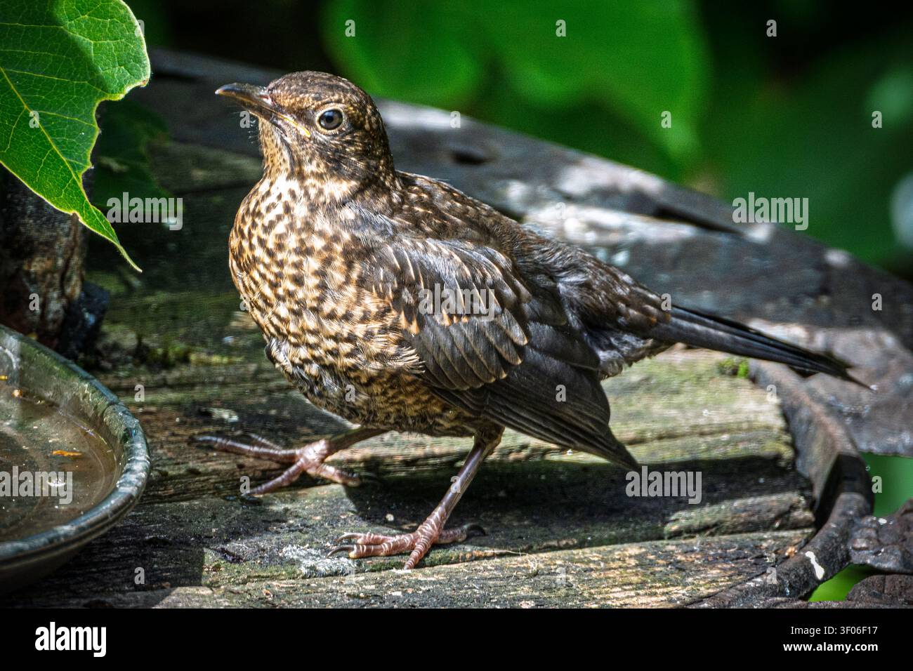 Ein Jugendlicher Songthrush, der in der Sonne auf einem Garten-Vogeltisch ruht. Stockfoto