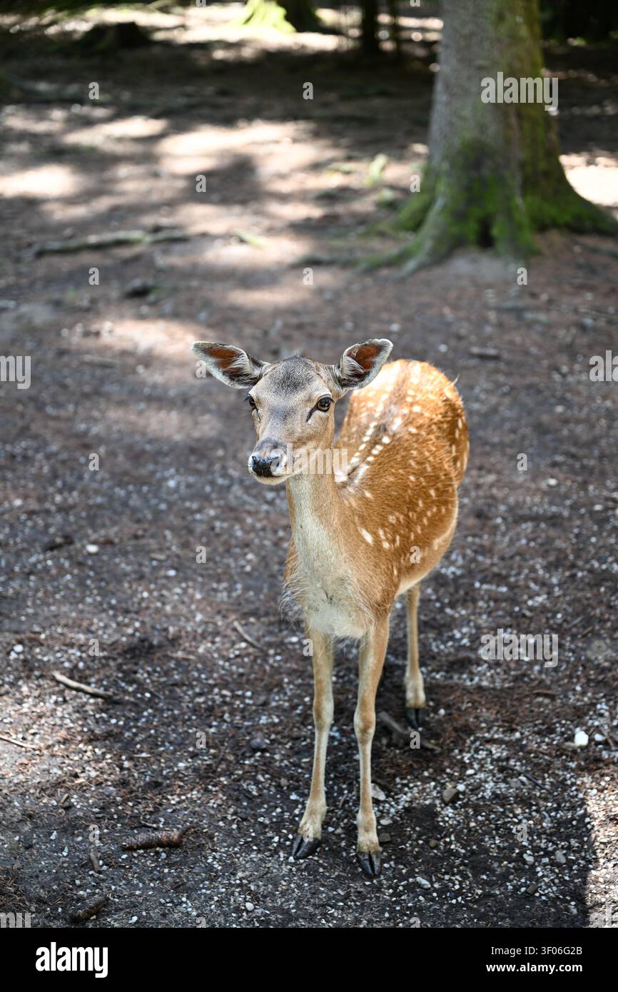 Gespottetes Reh steht auf einem sonnendurchfluteten Waldboden und schaut in die Kamera. Natürliches Licht, Wildtierporträt, vertikale Komposition für Natur und Reise Stockfoto