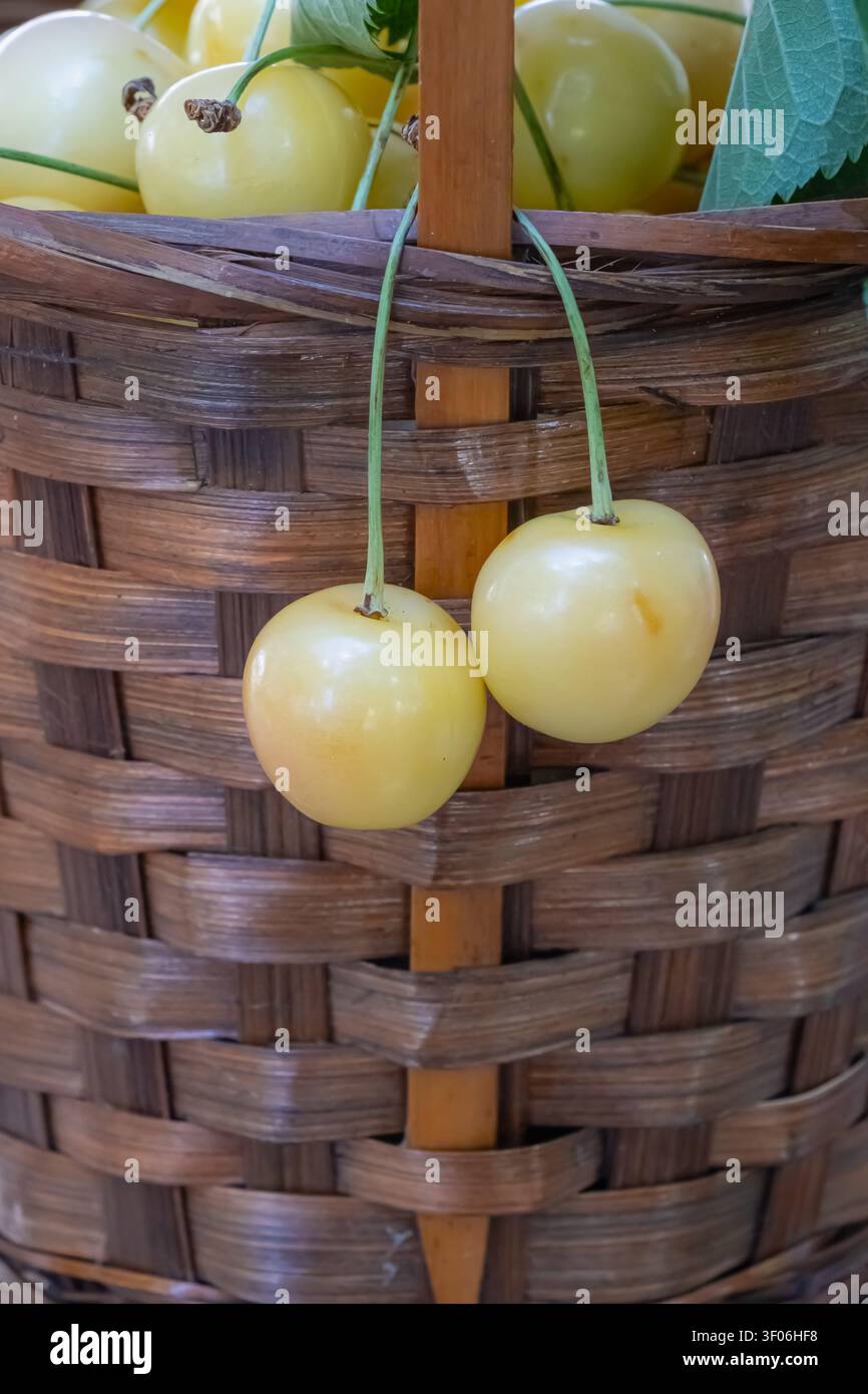Nahaufnahme von frischen gelben Süßkirschen, die in einem geflochtenen Korb voller reifer Früchte hängen, und fängt eine rustikale Sommerernte-Szene mit natürlicher Landschaft ein Stockfoto