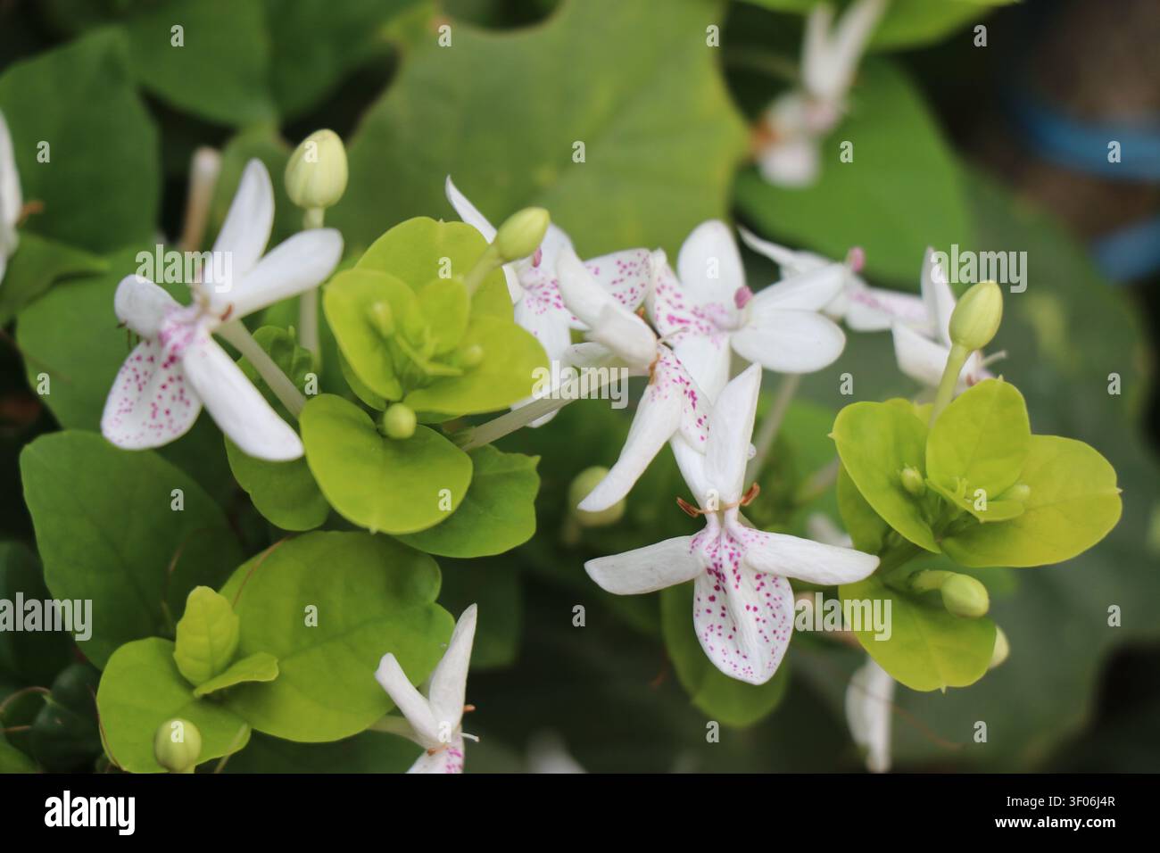 Nahaufnahme von blühenden Jasminblüten bei natürlicher Beleuchtung Stockfoto