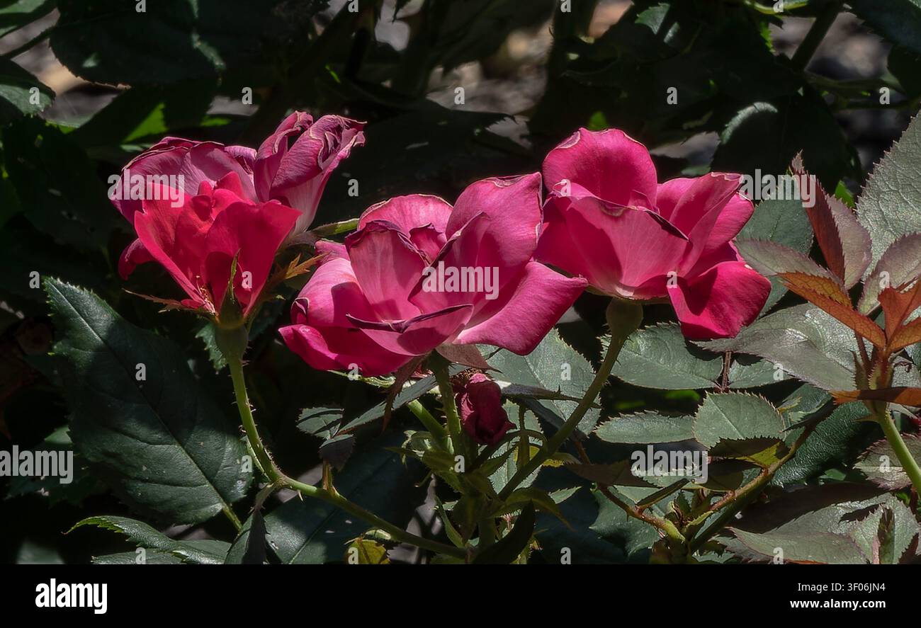 Eine Sammlung von Knock Out Roses im Garten Stockfoto