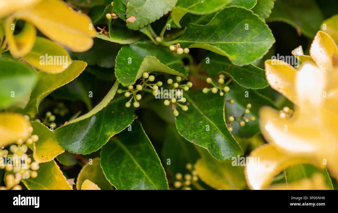 Euonymus japonicus aureomarginatus immergrüner Strauch mit panaschierten Blättern und unreifen grünen Beeren Stockfoto