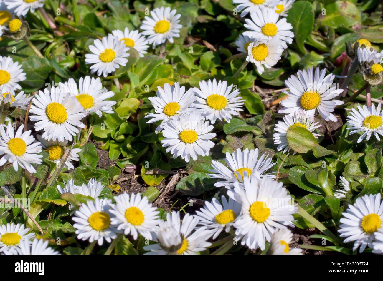 Gänseblümchen oder Gänseblümchen (Bellis perennis), Nahaufnahme von mehreren der gewöhnlichen, kleinen weißen Blüten, die auf einem Stück rauem Boden wachsen. Stockfoto