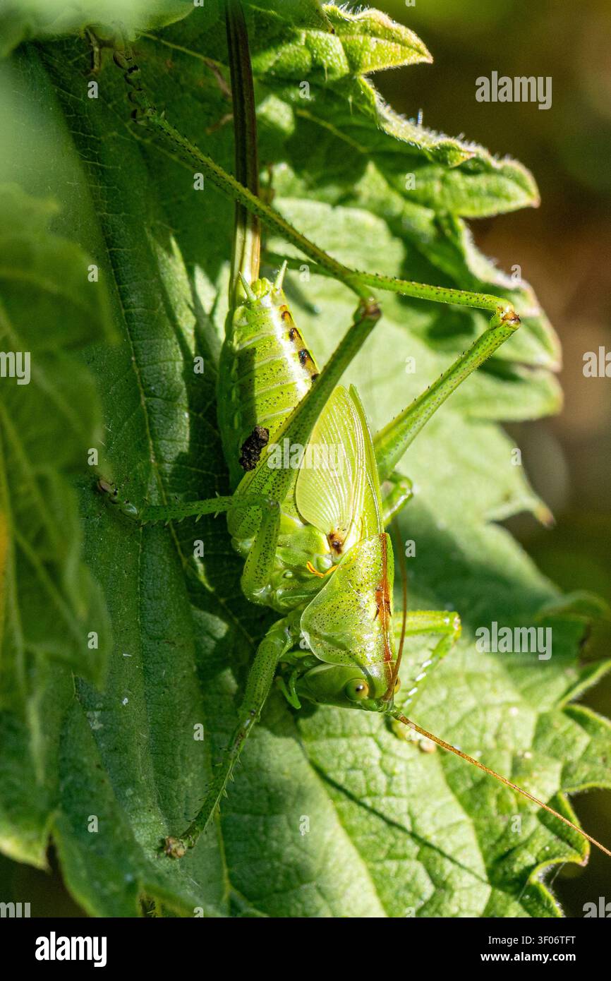 Makroaufnahme einer weiblichen Tettigonia cantans-Heuschrecke, die auf einem grünen Blatt ruht und ihre kurzen Flügel, den langen Legestachel und die lebhafte Färbung zeigt. Stockfoto