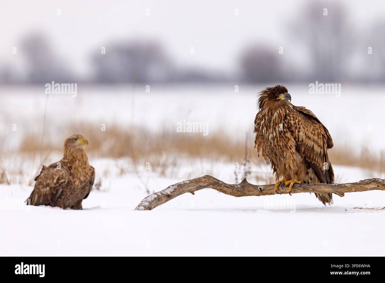 Jugendlicher Seeadler (Haliaeetus albicilla) sitzt auf einem gefallenen Ast in einem schneebedeckten Winterfeld in Hortobagy, Ungarn Stockfoto