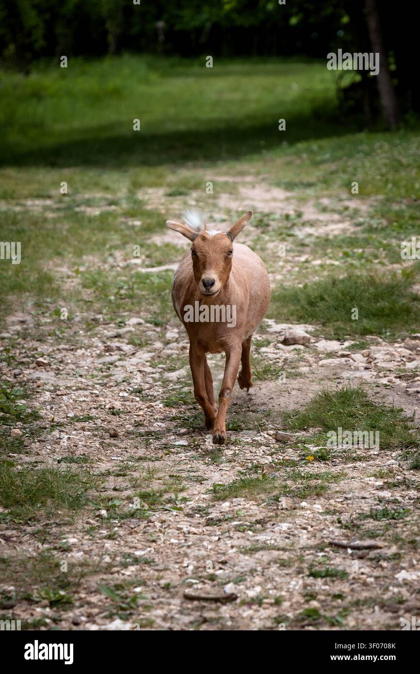 Galena, Illinois, USA - 31. Mai 2026: Braune Ziege läuft auf einem Pfad bei Hoof it Goat Treks während einer geführten Ziegenwanderung in der Nähe von Galena, Illinois Stockfoto