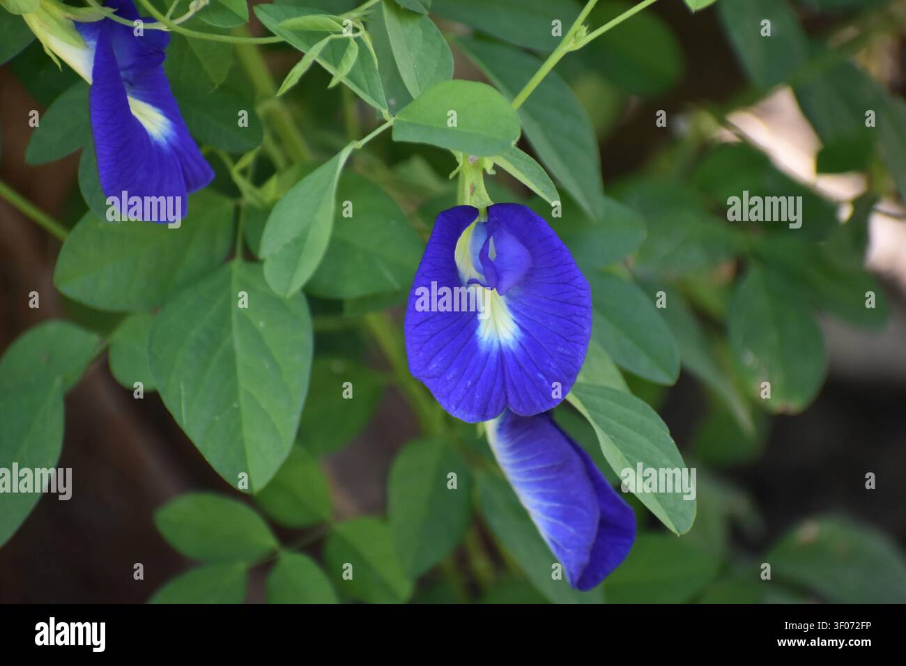 Blaue Blumen Stockfoto