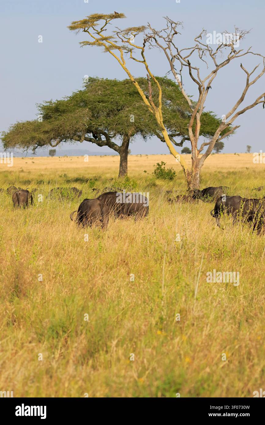 Eine Herde afrikanischer Cape Buffalo, Syncerus Caffer Caffer Caffer, die im Serengeti-Nationalpark, Seronera Valley, Tansania, Ostafrika weidet. Stockfoto