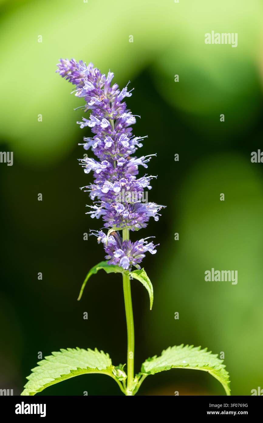 Nahaufnahme einer blühenden Anisysop-Blüte (agastache foeniculum) Stockfoto