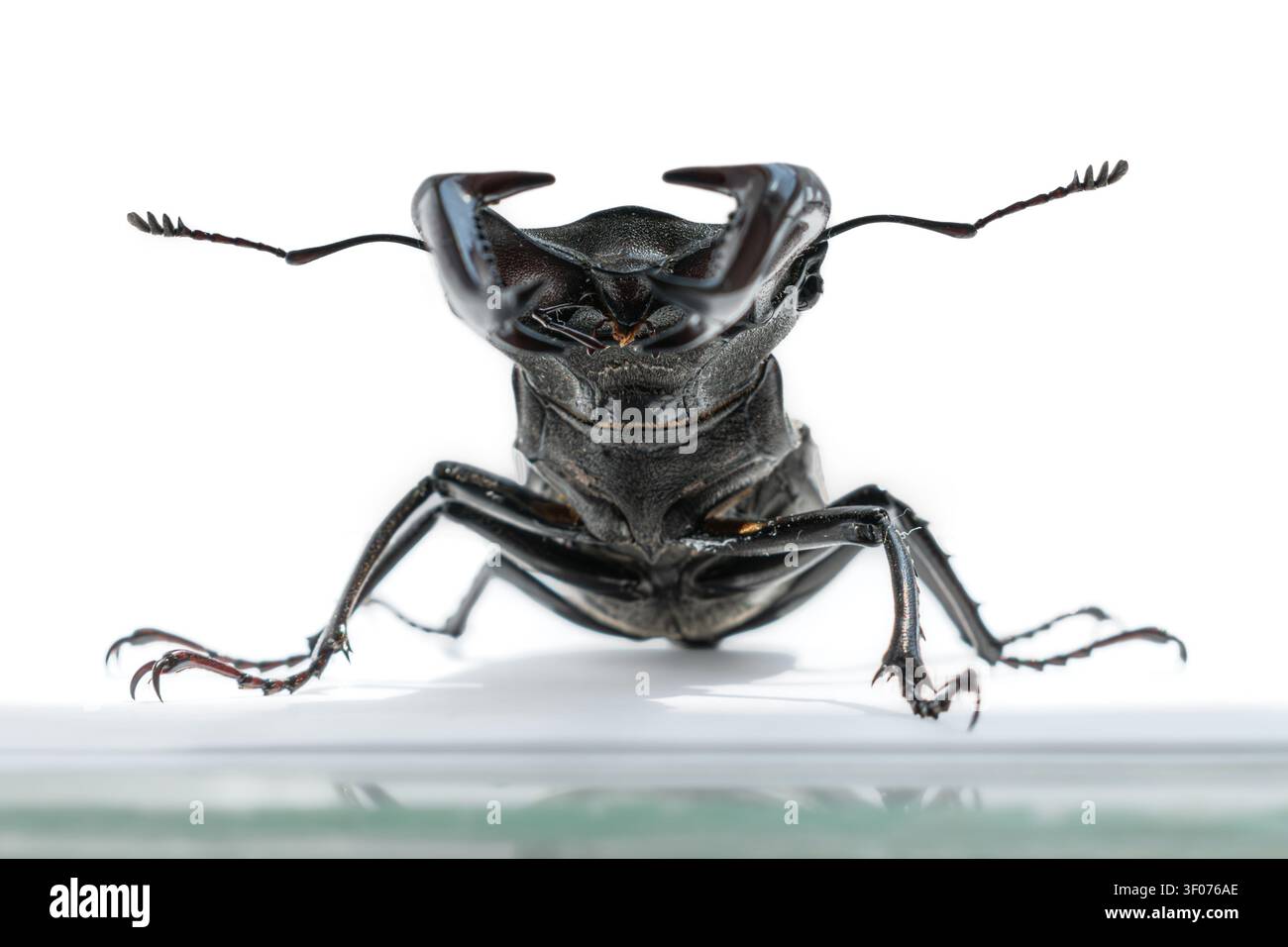 Extremer Makroaufnahmen eines männlichen Hirschkäfers auf weißem Hintergrund. Blick auf Augenhöhe von Lucanus cervus mit Reflexion Stockfoto