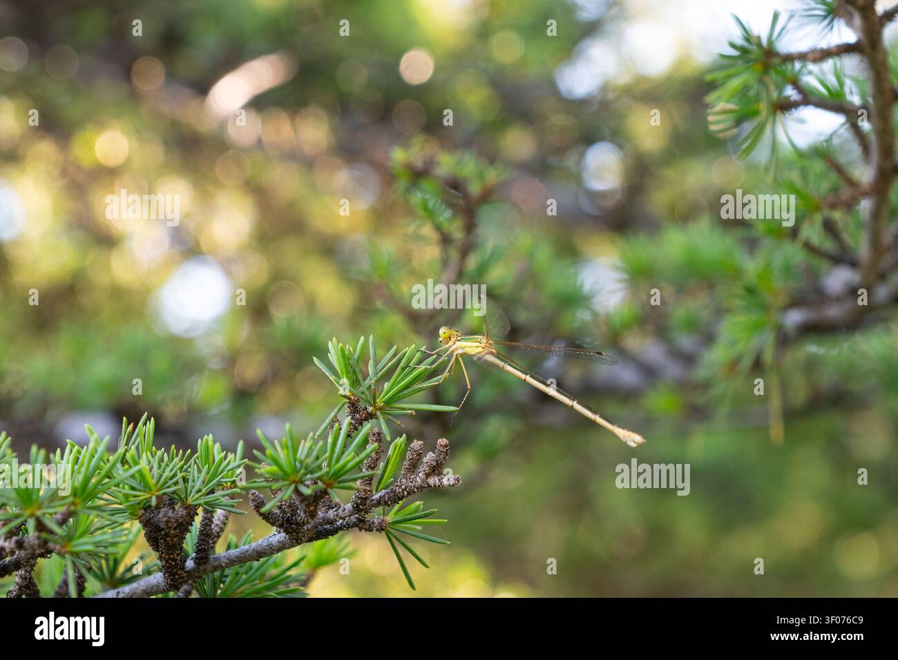 Eine Makroaufnahme eines zarten, grünen Marienkäfers mit durchsichtigen Flügeln, der auf den frischen grünen Nadeln einer Kiefer sitzt. Stockfoto