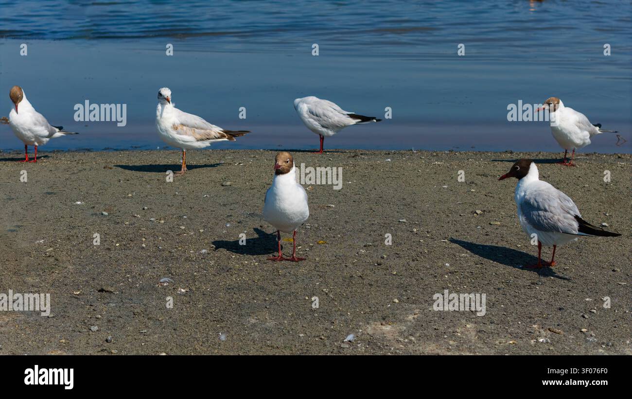 Eine Gruppenaufnahme von sechs Mantelmöwen in verschiedenen Positionen und in verschiedenen Federkleidstadien (Erwachsene und Jungvögel) auf dem nassen Sandbereich am Stockfoto