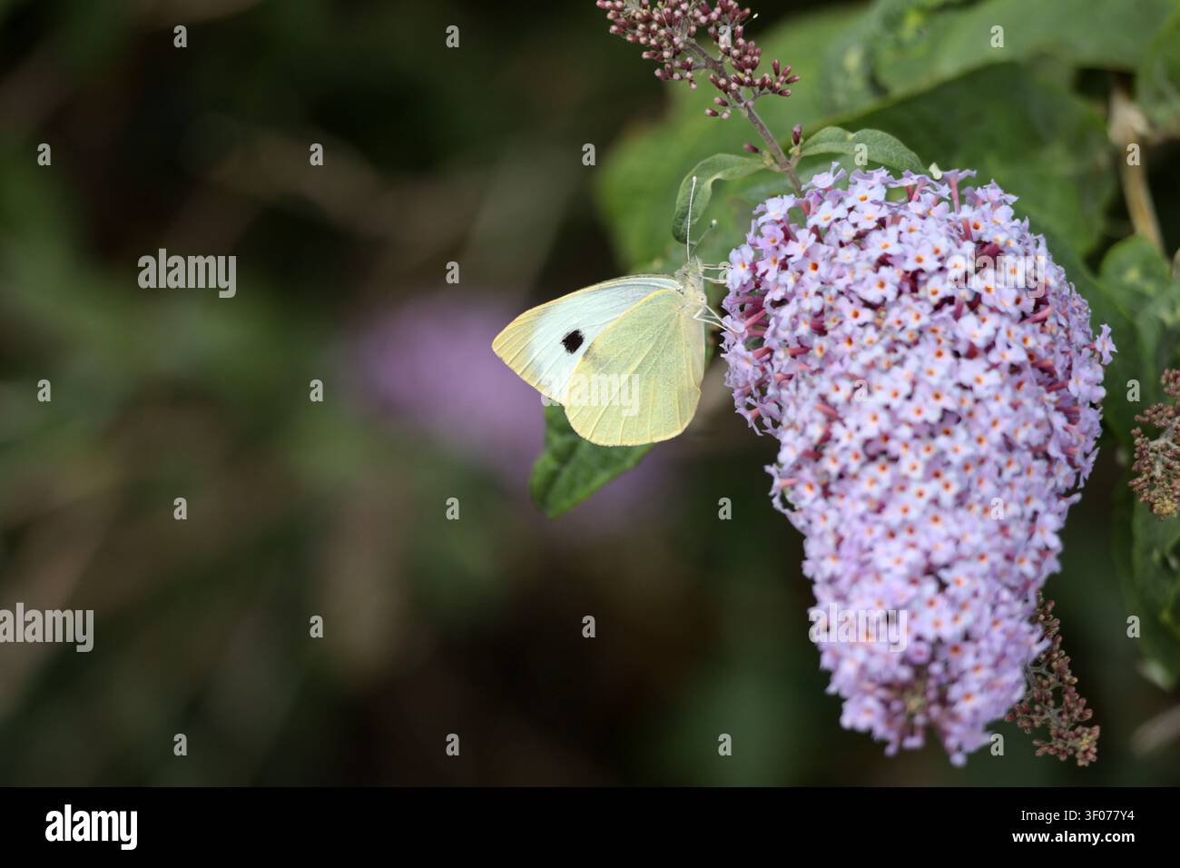 Ein großer weißer Schmetterling (Pieris brassicae) füttert an Buddleia in Sussex, UK Stockfoto
