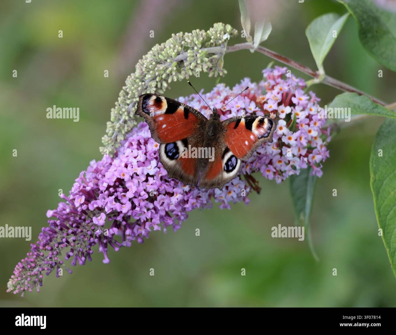Ein Pfauenblümchen (Aglais io) füttert an Buddleja in Sussex, UK Stockfoto