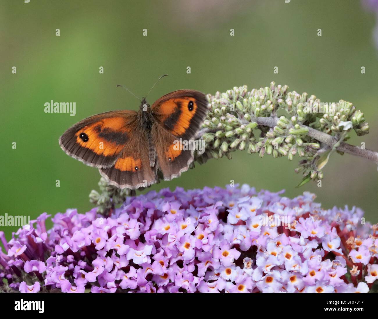 Ein Gatekeeper-Schmetterling (Pyronia Tithonus) der an Buddleia in Sussex, UK, füttert Stockfoto