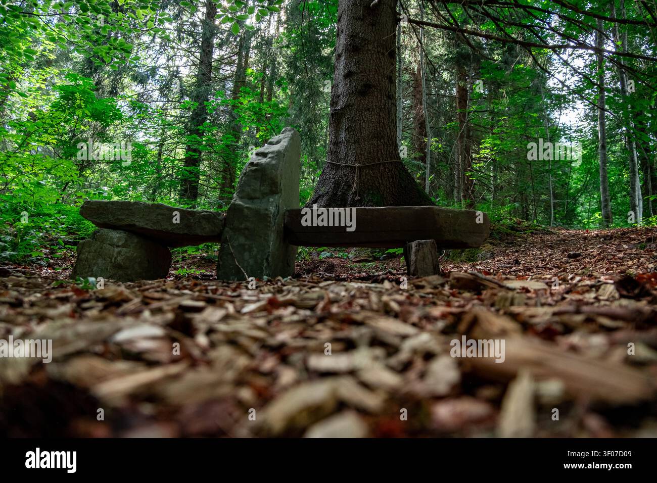 Rustische Holzbank unter hoch aufragenden Bäumen in einem friedlichen Wald Stockfoto