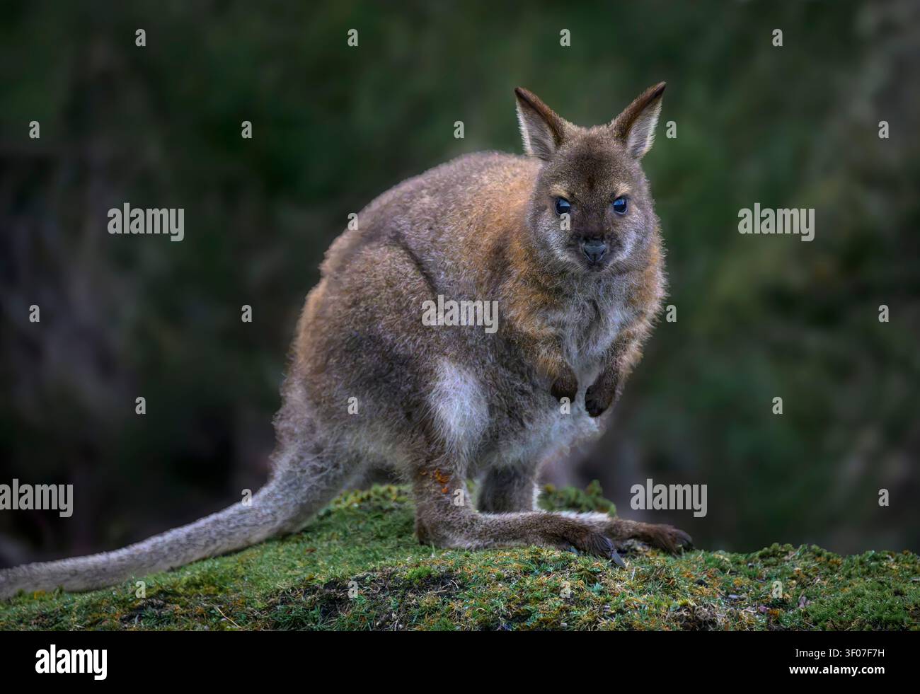 Bennett's Red-Neck Wallaby in Mount Cradle - Lake St. Clair National Park, Tasmanien, Australien. Stockfoto