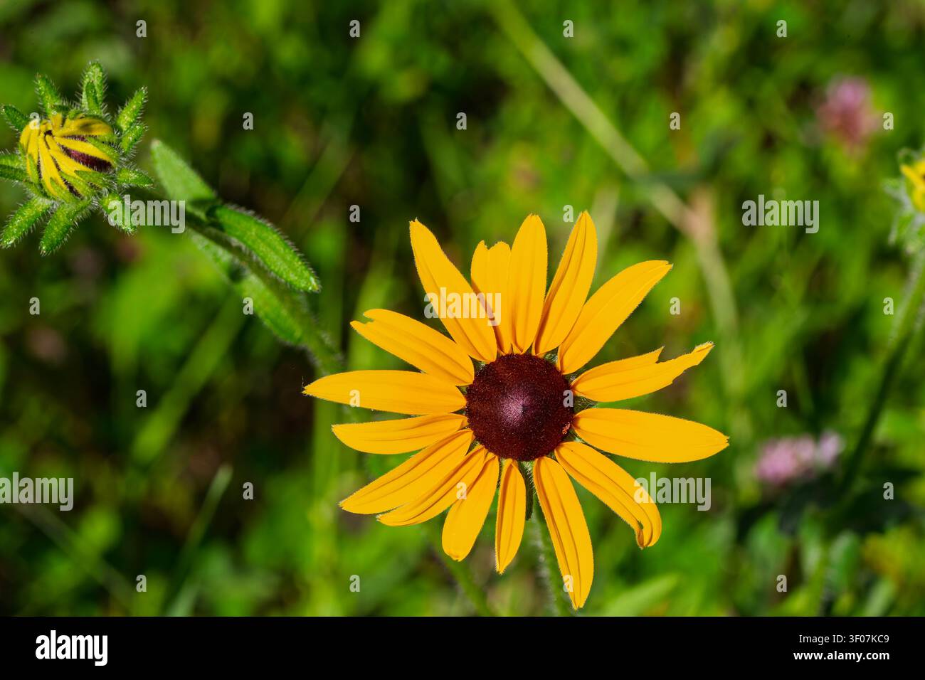 Rudbeckia hirta, allgemein bekannt als Schwarzäugige Susanne, eine einheimische nordamerikanische Wildblume, die auf einer Wiese wächst Stockfoto
