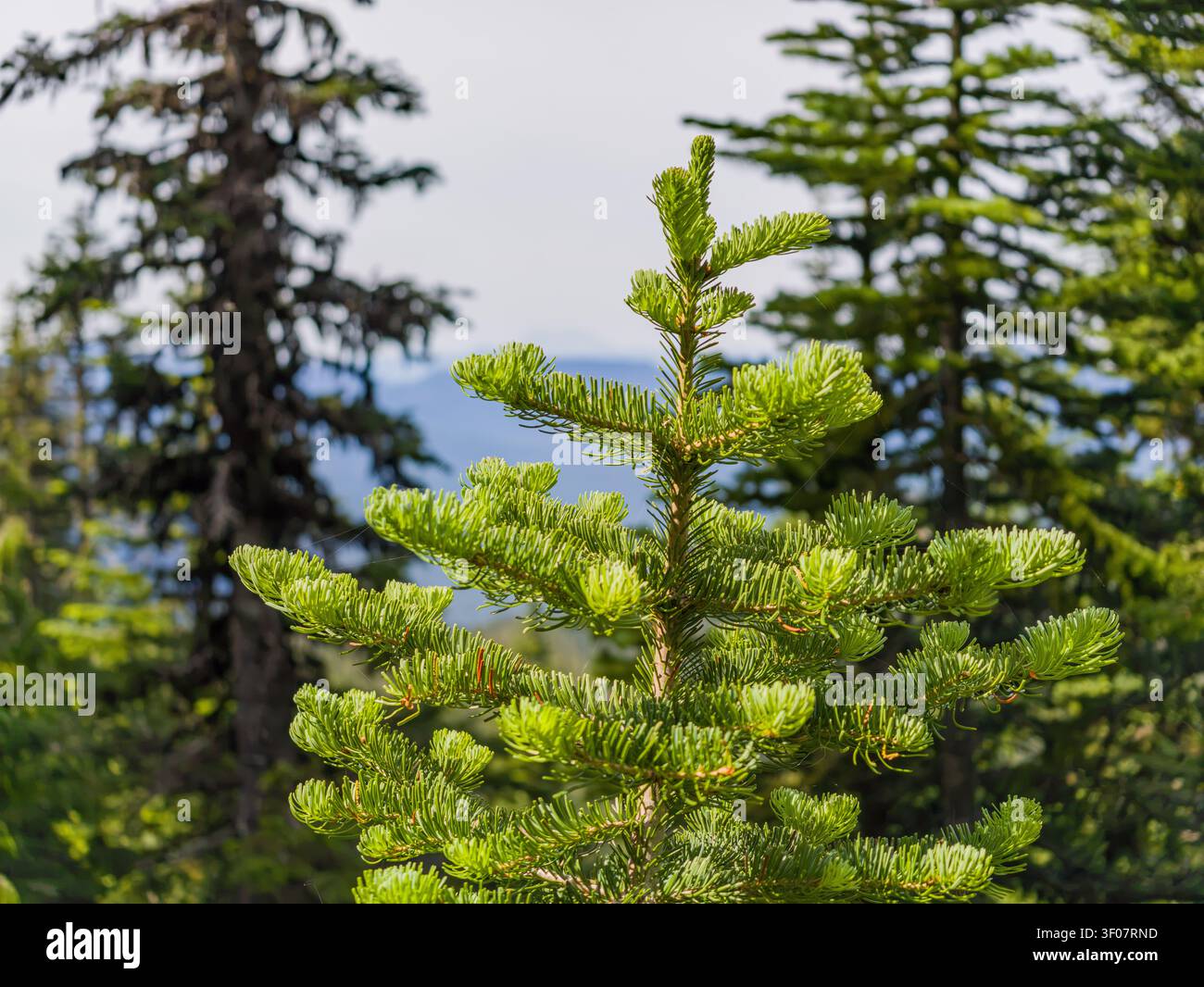 Leuchtend grüne Fichtensäpsel mit Nadelgruppen stehen vor einem verschwommenen Hintergrund von Reifen Bäumen und fernen blauen Bergen im Fokus. Stockfoto