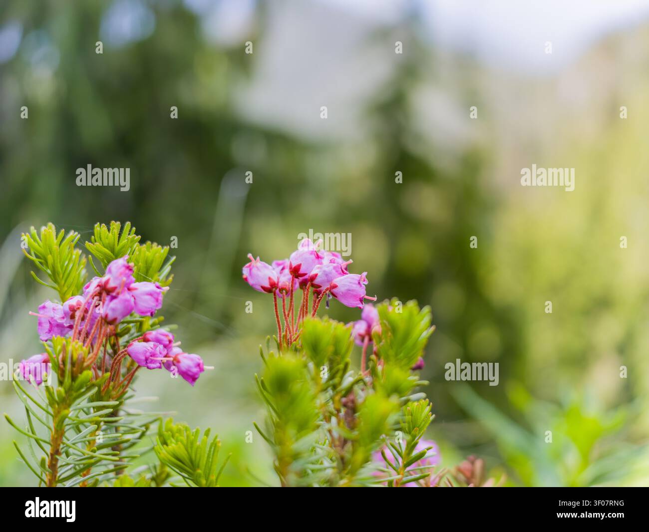 Nahaufnahme von rosa Heidekraut-Blüten mit grünem nadelähnlichem Laub vor einem unscharfen natürlichen Hintergrund im Bundesstaat Washington. Stockfoto
