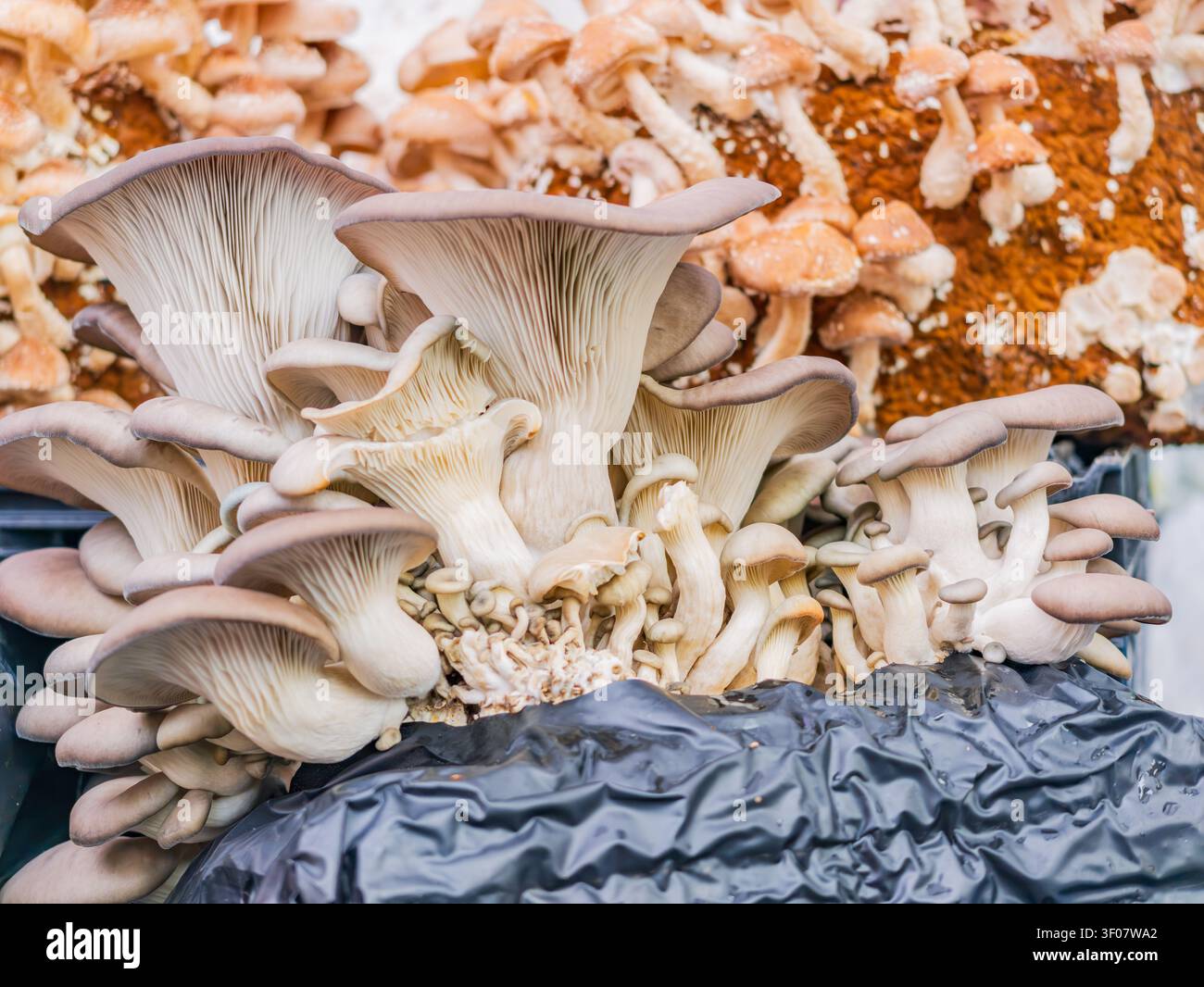 Cluster von grauen Austernpilzen, die aus braunen Substratblöcken in einer Anbauumgebung wachsen. Stockfoto