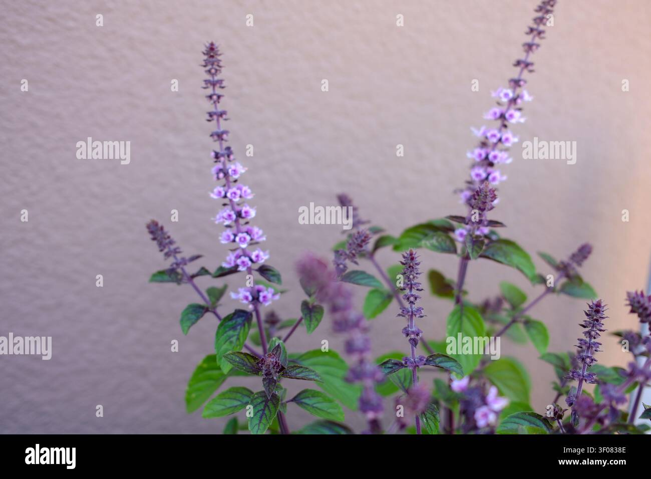 Hohe Blütenstiele von lila-blauen Anis-Hyssop-Blumen erheben sich über grünes Laub in einem Balkonkrautgarten, gegen eine schlichte Wand belichtet. Stockfoto