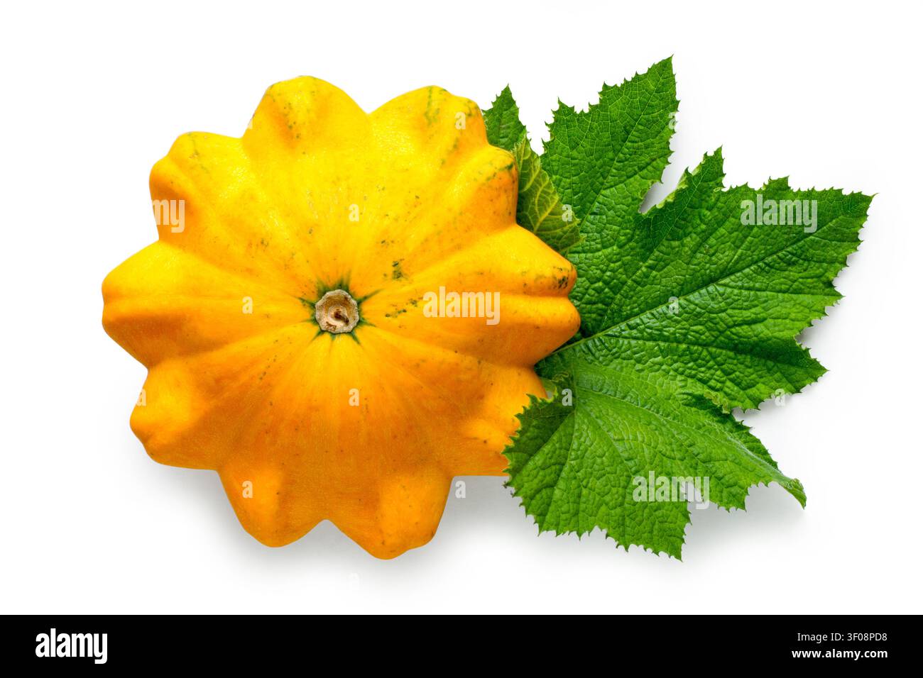 Gelbe Kürbis mit Blättern isoliert auf weißem Hintergrund. Natürlicher Gemüsekürbis Blick von oben. Stockfoto