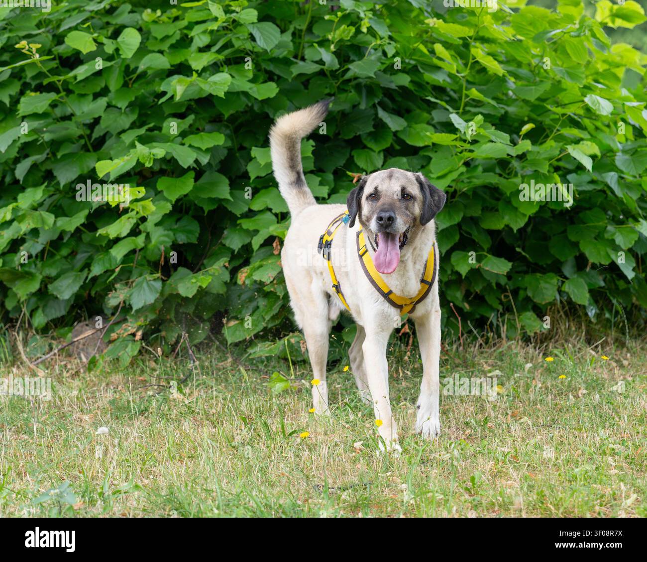Porträt eines schönen Kangal-Mixes in hoher Qualität mit vielen Details - Tierheim-Tierrettung. Hochwertiges Foto Stockfoto
