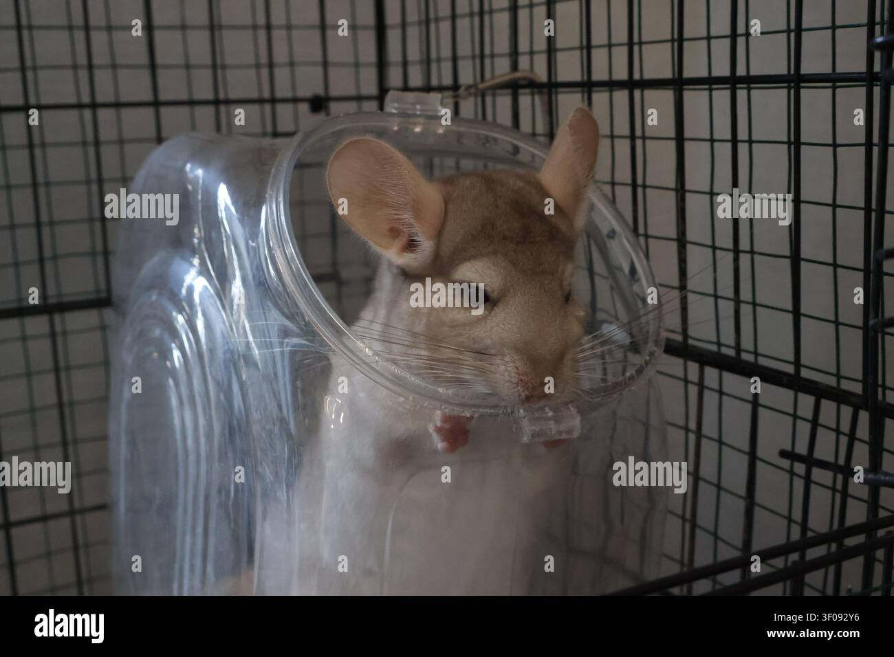 Süßes Chinchilla lugt aus einem durchsichtigen Plastik-Sandbad in seinem Käfig hervor, Nahaufnahme-Porträt eines flauschigen Haustiers Stockfoto