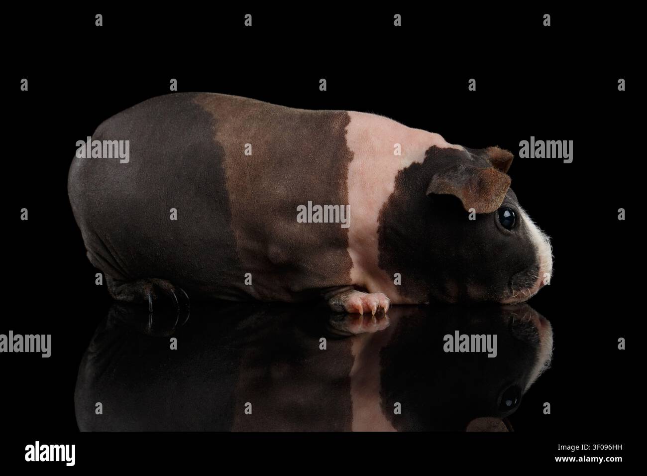 Dünnes Meerschweinchen dreifarbig wie Eiscreme auf isoliertem schwarzem Hintergrund mit Reflexion, Profilansicht Stockfoto
