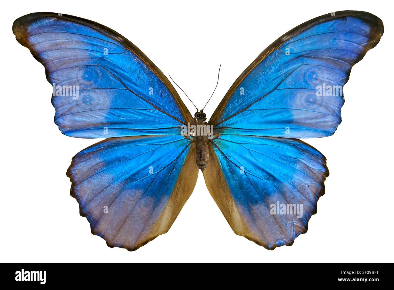 In Isolation aufgenommen, zeigt der lebhafte Morpho didius form caeca Schmetterling seine atemberaubenden blauen und rosa Flügel vor einem klaren weißen Hintergrund, emp Stockfoto
