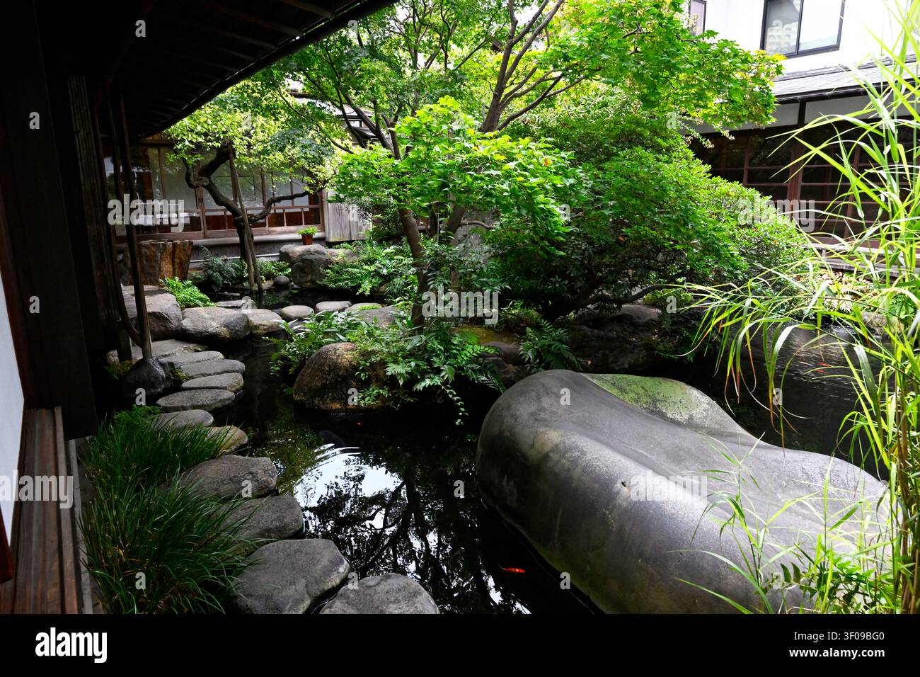 Friedlicher traditioneller japanischer Innenhofgarten mit einem Koi-Teich, Trittsteinen, großen Naturfelsen und üppiger Vegetation im Asakura-Museum von S Stockfoto