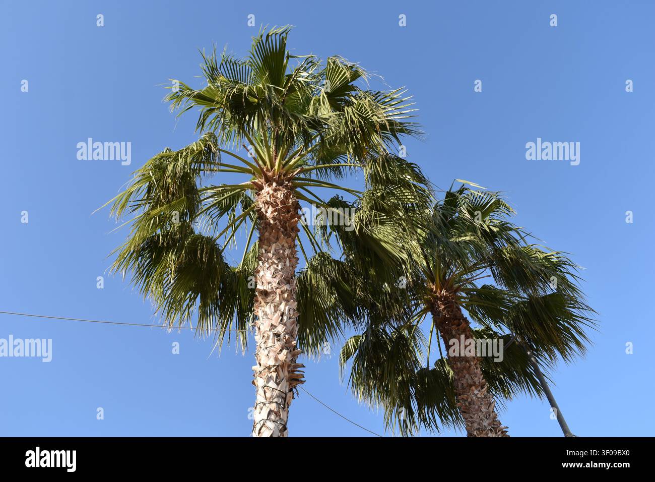 Zwei mediterranische Palmen mit grünen Wedeln vor einem klaren, strahlend blauen Himmel. Stockfoto