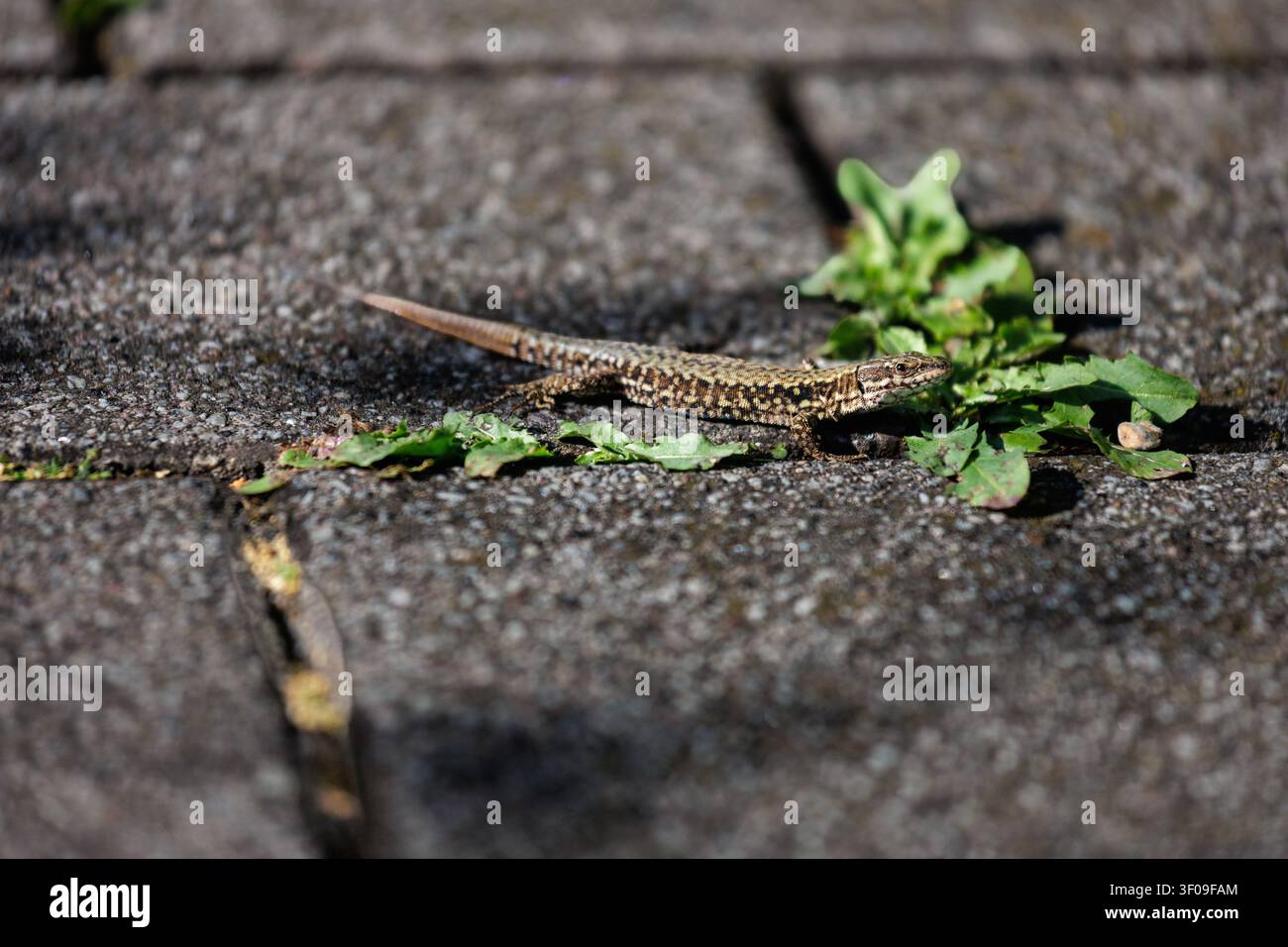 Gewöhnliche Mauerechse sonnt sich auf sonnenbeschienener Steinpflasterfläche mit grünen Blättern Stockfoto