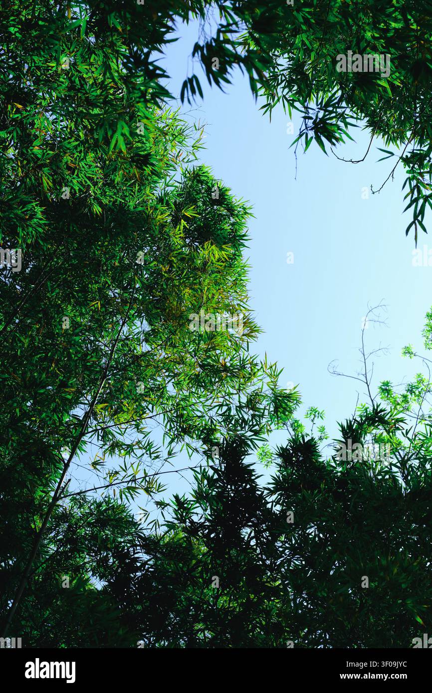 Aufblick auf grüne Bambusblätter und hohe Bäume, die einen klaren blauen Himmel umrahmen und eine ruhige natürliche Kulisse mit frischer Sommerwaldstimmung schaffen. Stockfoto