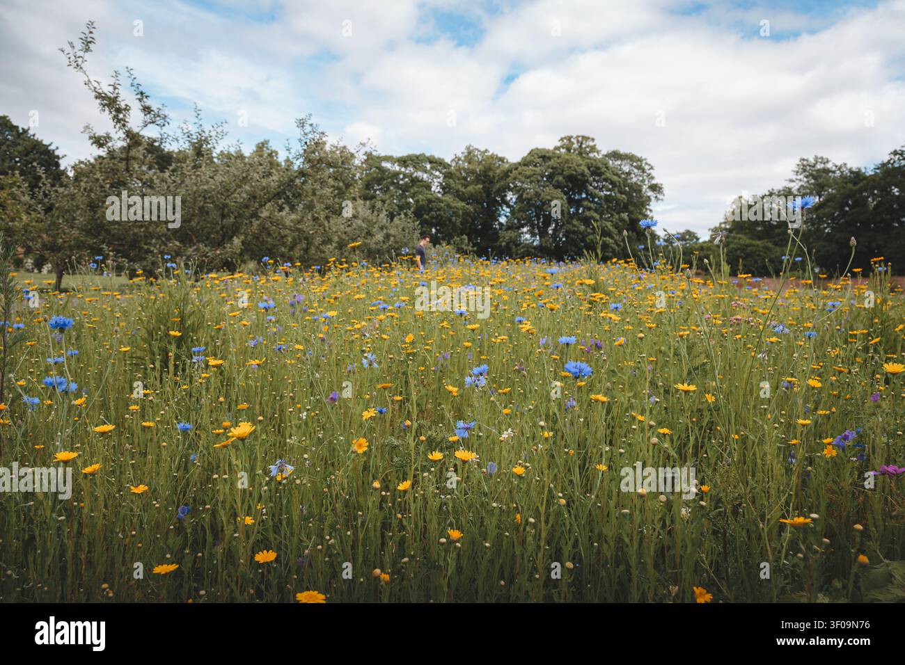 Wildblumen in voller Sommerblüte — Gibside Meadows, County Durham Stockfoto