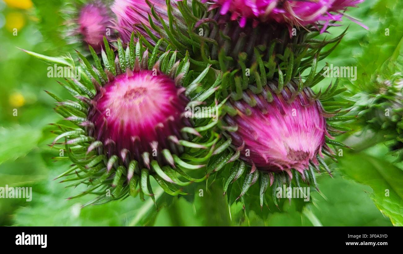 Nahaufnahme von lebendigen violetten Großklette-Blüten in der Schweizer Natur Stockfoto