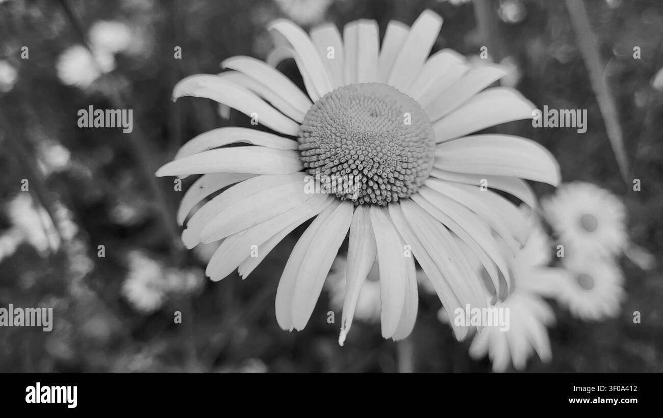 Schwarz-Weiß-Nahaufnahme einer großen Gänseblümchenblüte mit dramatischem dunklem Hintergrund Stockfoto