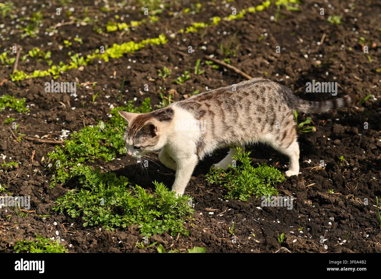 Süße getigerte Katze läuft auf dunkler Erde im Gemüsegarten. Getigerte Katze erkundet den Hinterhofbauernhof in der Nähe grüner Triebe. Haustier außerhalb in der Natur duri Stockfoto