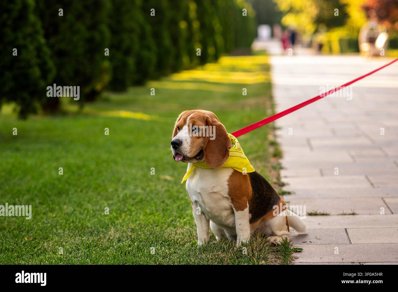Porträt eines Beagles, der ruhig auf grünem Gras neben einem Gehweg sitzt und ein gelbes Bandana trägt. Outdoor-Tierporträt mit natürlichem Hintergrund Stockfoto