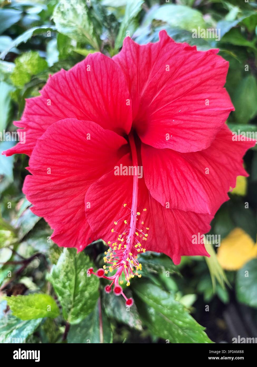 Nahaufnahme einer leuchtend roten Hibiskusblüte, die in einem tropischen Garten blüht. - Smartphone-aufgenommenes Stockfoto