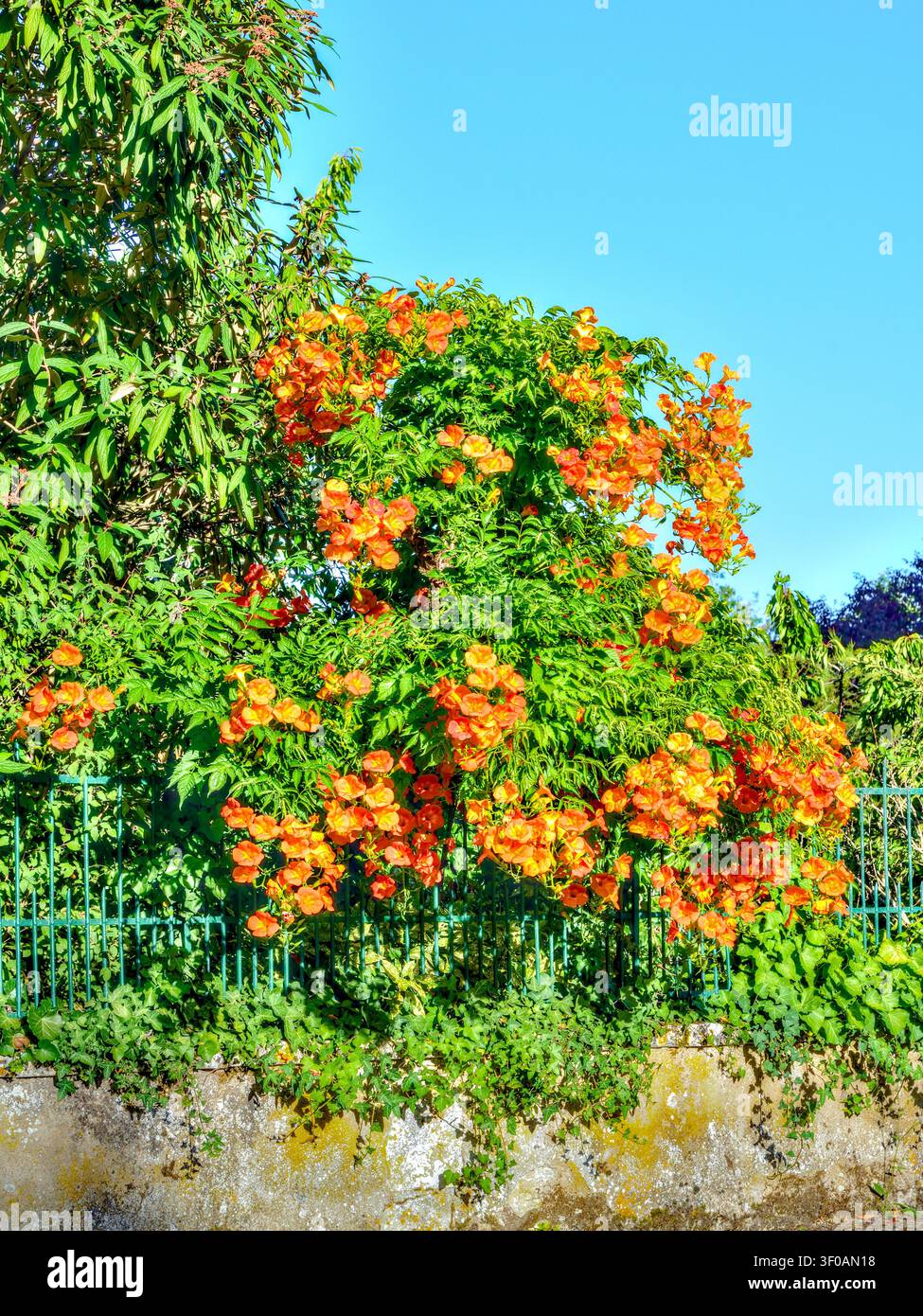 Großer blühender Hibiskusstrauch - Bossay-sur-Claise, Indre-et-Loire (37), Frankreich. Stockfoto
