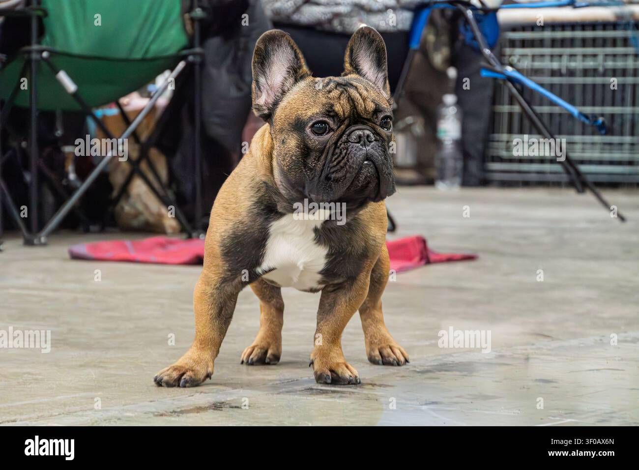 Ein kompakter Französischer Bulldogge, leicht versetzt in einem Raum mit glänzendem Betonboden, schaut aufmerksam nach rechts. Ein möglicher Käfig oder Gehege Stockfoto