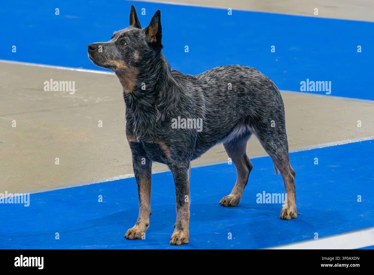 Australian Cattle Dog auf einer Hundeshow, aufrecht stehend, muskulöser Körperbau, gesprenkeltes Fell, blauer Hofboden, helle Innenbeleuchtung, realistischer Stil, humorvoll Stockfoto